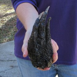 7 inch Preserved Alligator Foot 