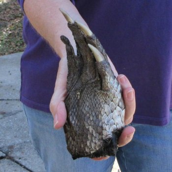 7 inch Preserved Alligator Foot 