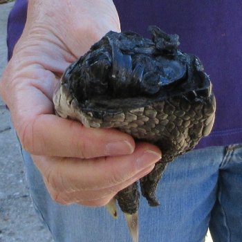 7 inch Preserved Alligator Foot 