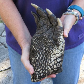 10 inch Preserved Alligator Foot 