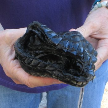 10 inch Preserved Alligator Foot 