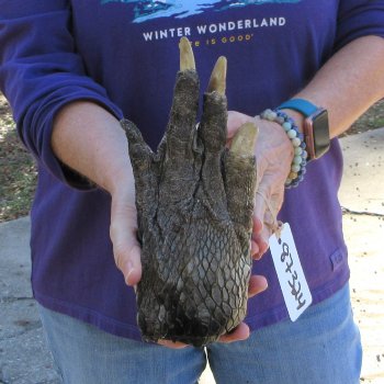9 inch Preserved Alligator Foot 