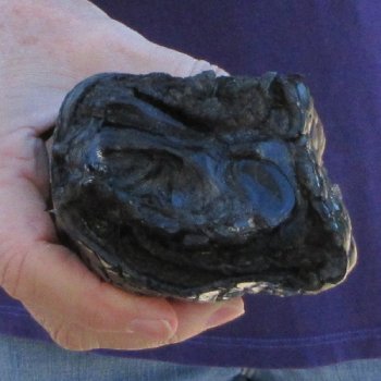 9 inch Preserved Alligator Foot 