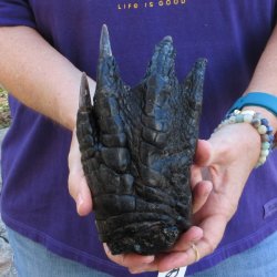 7-1/2 inch Preserved Alligator Foot 