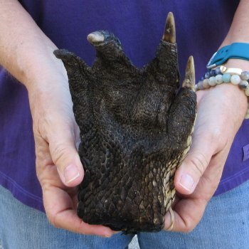 7-1/2 inch Preserved Alligator Foot 