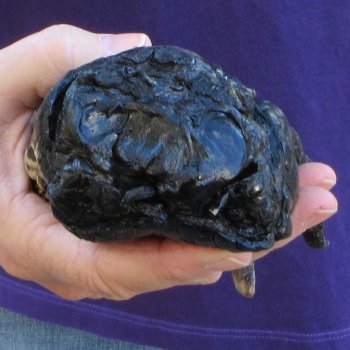 7-1/2 inch Preserved Alligator Foot 