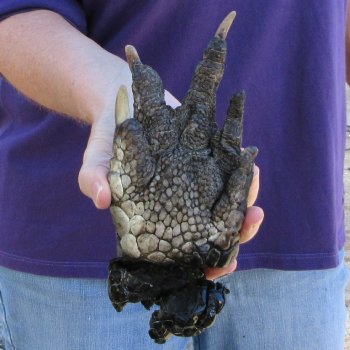 8 inch Preserved Alligator Foot