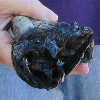 8 inch Preserved Alligator Foot