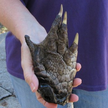 7-1/2 inch Preserved Alligator Foot