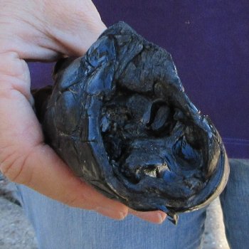 7-1/2 inch Preserved Alligator Foot