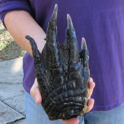 9 inch Preserved Alligator Foot 
