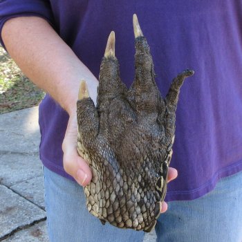 9 inch Preserved Alligator Foot 