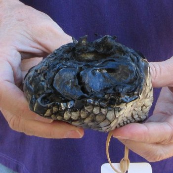 9 inch Preserved Alligator Foot 