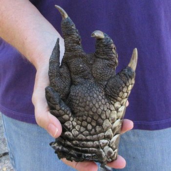 7-1/4 inch Preserved Alligator Foot