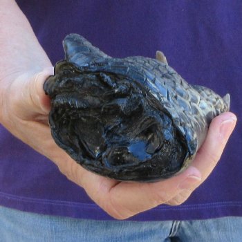 7-1/4 inch Preserved Alligator Foot