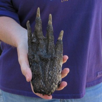 7-1/2 inch Preserved Alligator Foot 