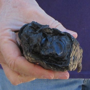 7-1/2 inch Preserved Alligator Foot 