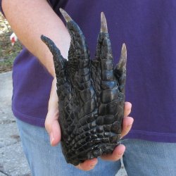 7-7/8 inch Preserved Alligator Foot 