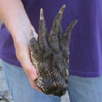 7-7/8 inch Preserved Alligator Foot 