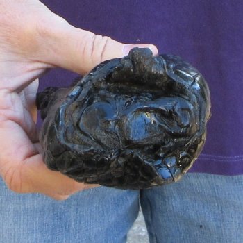 7-7/8 inch Preserved Alligator Foot 