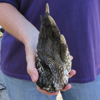 8 inch Preserved Alligator Foot 
