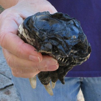 8 inch Preserved Alligator Foot 