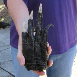 8-1/4 inch Preserved Alligator Foot