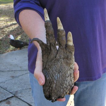 8-1/4 inch Preserved Alligator Foot