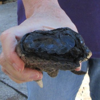 8-1/4 inch Preserved Alligator Foot