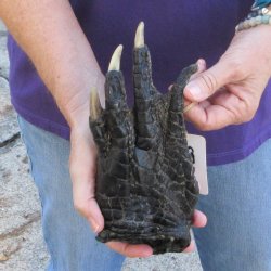 Preserved Alligator Foot 8-7/8" for sale  <font color=red>Special Price </font>   $20