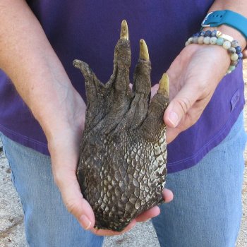 8-7/8 inch Preserved Alligator Foot