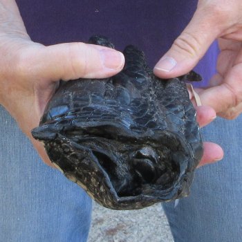 8-7/8 inch Preserved Alligator Foot