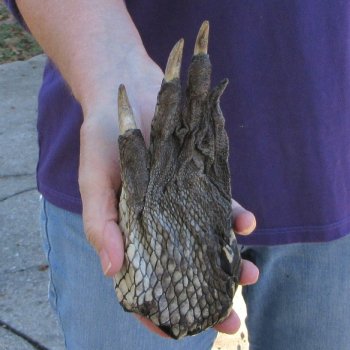 7-1/2 inch Preserved Alligator Foot 