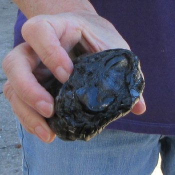 7-1/2 inch Preserved Alligator Foot 