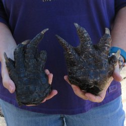 Buy this 2 piece lot of 6-1/4 & 6-1/2" Preserved Alligator Feet - for <font color=red>Special Price </font> $20/lot