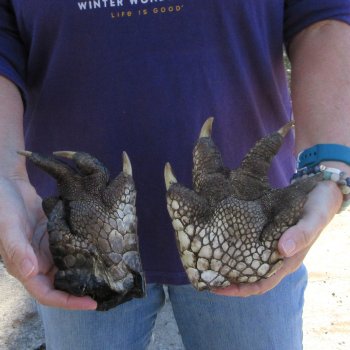 Two Preserved Alligator Feet 6-1/4 & 6-1/2 inch