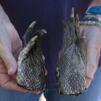 Two Preserved Alligator Feet 6-7/8 & 5-1/2 inch