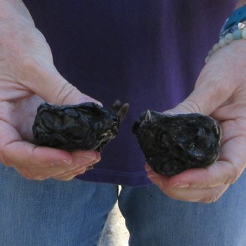 Two Preserved Alligator Feet 6-7/8 & 5-1/2 inch