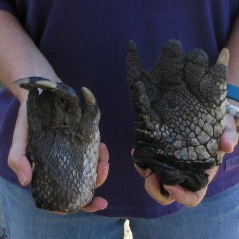 Two Preserved Alligator Feet 6 inch