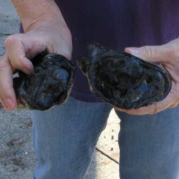 Two Preserved Alligator Feet 6 inch