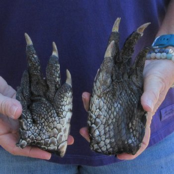 Two 6-1/4 & 6-7/8" Preserved Alligator Feet