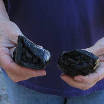 Two 6-1/4 & 6-7/8" Preserved Alligator Feet