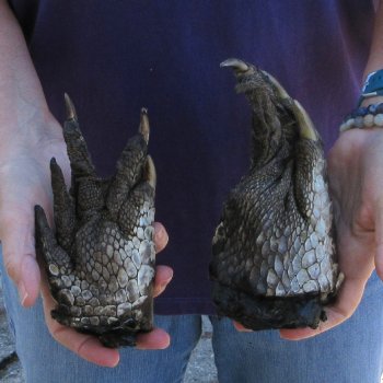 Two 6-3/4 & 6" Preserved Alligator Feet 
