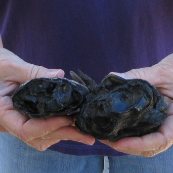 Two 6-3/4 & 6" Preserved Alligator Feet 