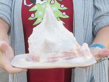 10 inch Yellow Helmet, Horned Helmet Shell 