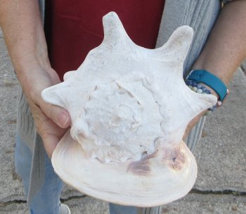 10 inch Yellow Helmet, Horned Helmet Shell 