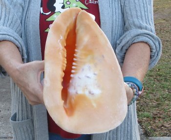 10 inch Yellow Helmet, Horned Helmet Shell 