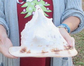 10 inch Yellow Helmet, Horned Helmet Shell 