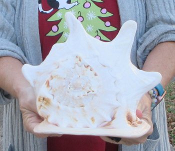 10 inch Yellow Helmet, Horned Helmet Shell 