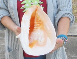 10 inch Yellow Helmet, Horned Helmet Shell 